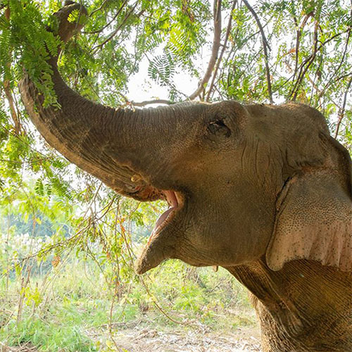 Over ons Support Somboon Legacy Foundation