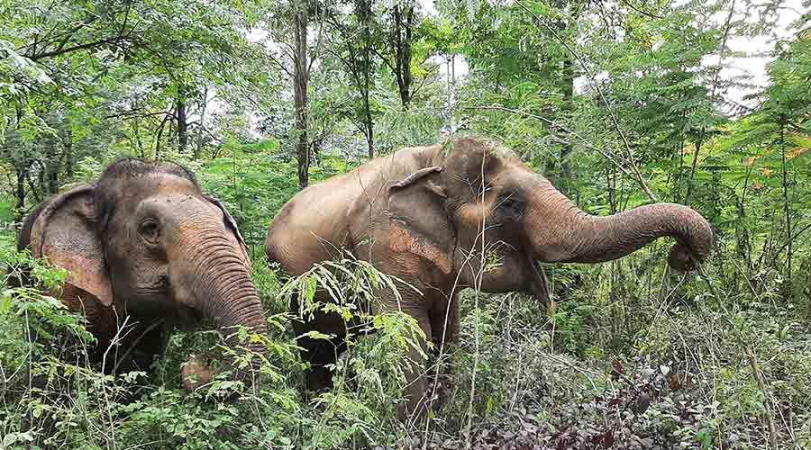 Steun Somboon Legacy Foundation