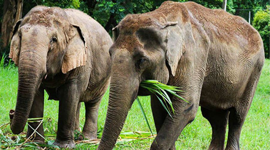 Passie voor Somboon Legacy Foundation