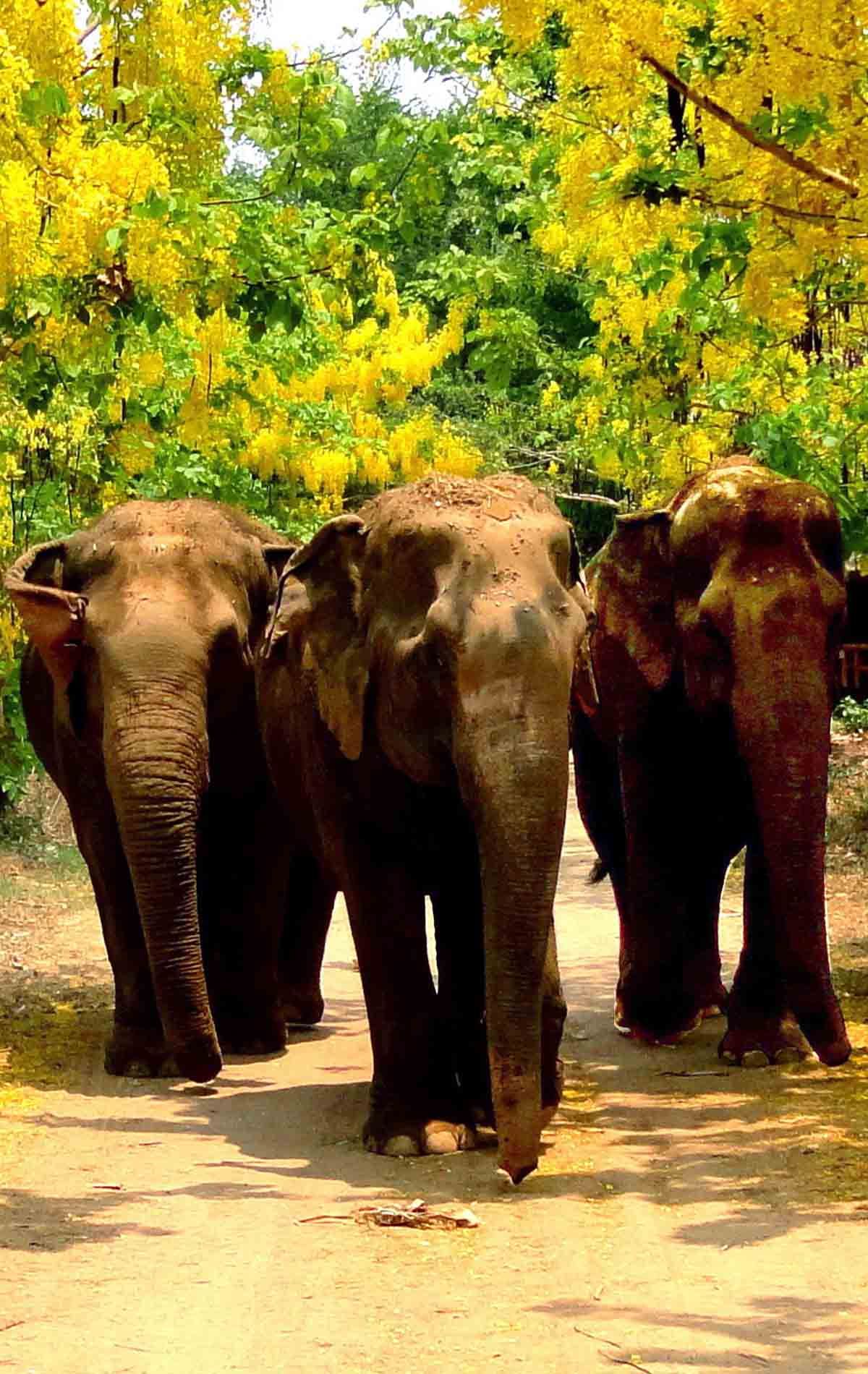 Support Somboon Legacy Foundation