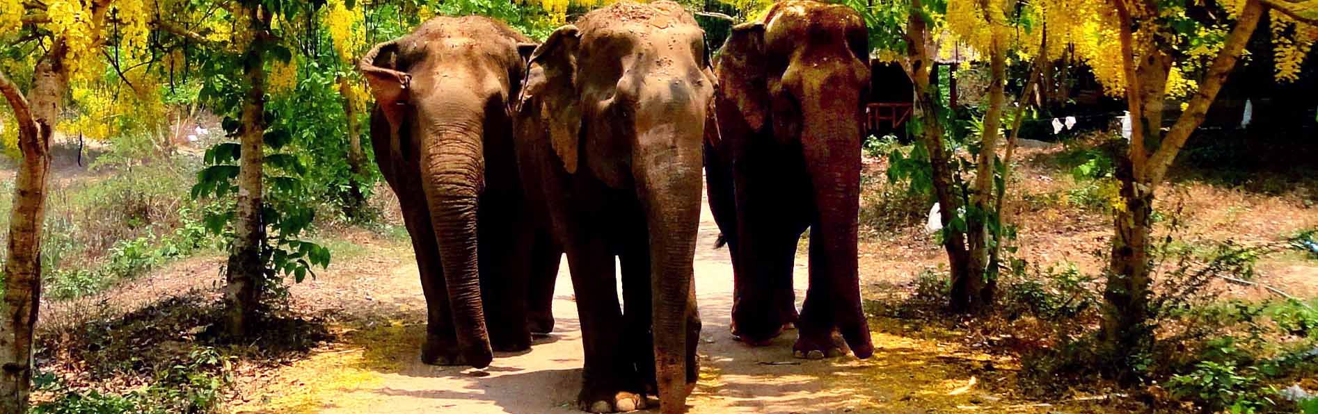 Support Somboon Legacy Foundation